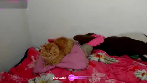 ALANA Please follow me  online show from March 20, 5:34 am