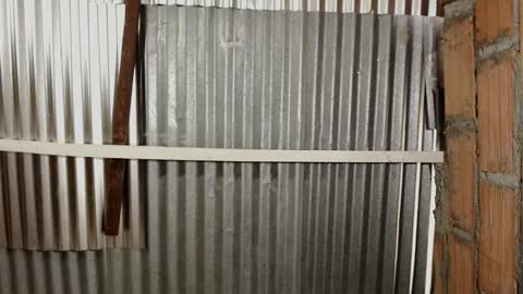 antonella_castelli online show from March 14, 7:37 pm