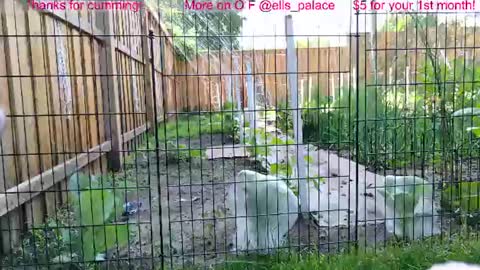 Ella Bella Bo Bella online show from July 1, 2:16 pm
