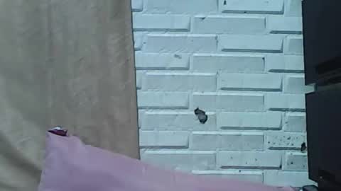 wettyhottie69 online show from February 2, 11:15 pm