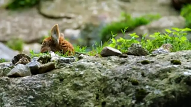 streamy test13 online show from March 9, 9:01 am