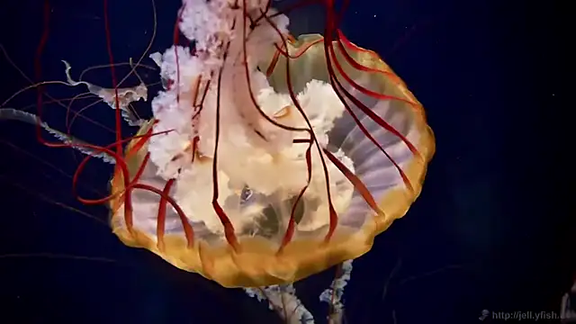 streamy test15 online show from March 24, 2:44 pm