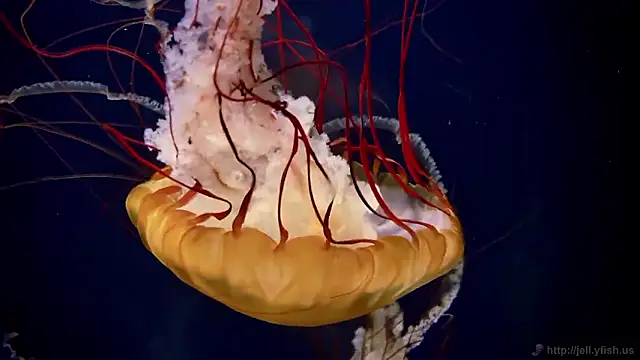 streamy test15 online show from March 13, 8:26 am