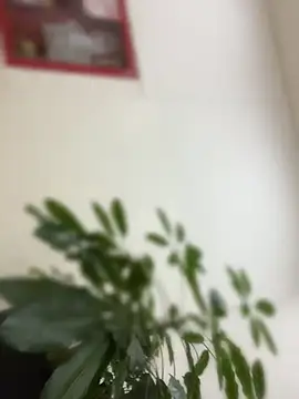thiagowes online show from June 11, 12:43 am