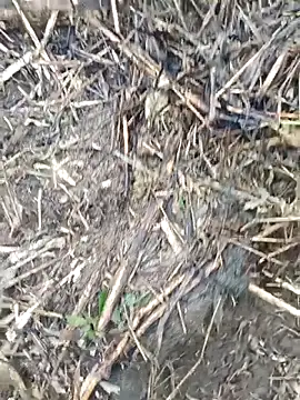 Pampirara online show from March 21, 9:14 am