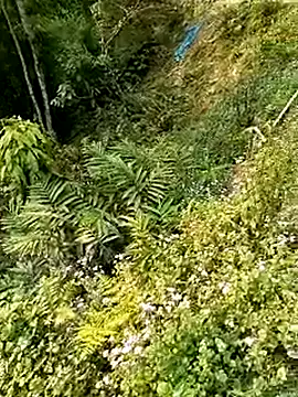 seacyre online show from April 13, 12:45 am