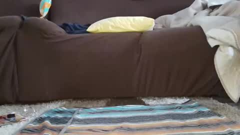 cat online show from November 18, 2:51 pm