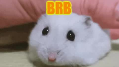 amellia_fly online show from December 1, 1:36 pm