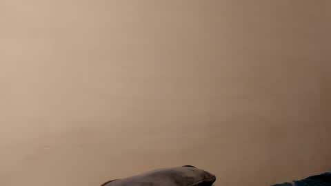 Angie indepent model online show from February 6, 12:33 am