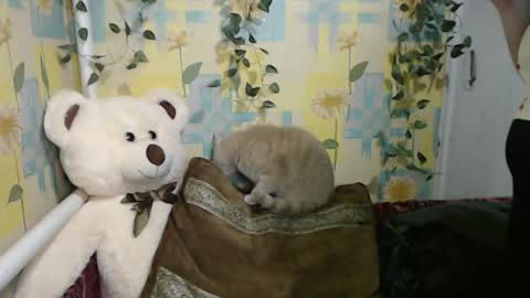 Seva online show from November 8, 4:34 pm