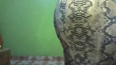 shasha big online show from November 11, 8:55 am