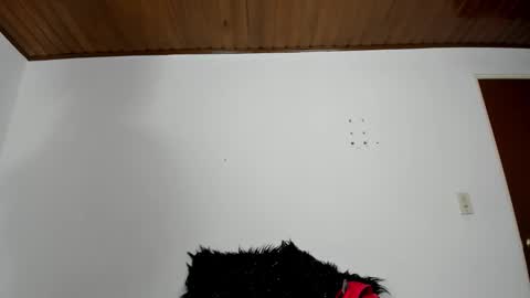 isabella_jaramillo online show from November 11, 1:08 pm