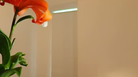 Deborah Daz online show from November 14, 2:17 pm