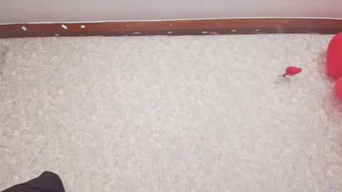 Nicol online show from February 15, 7:17 pm