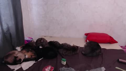 Olivia online show from February 8, 8:29 am