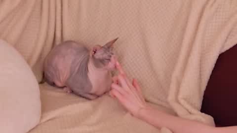 Alice online show from October 31, 1:04 pm