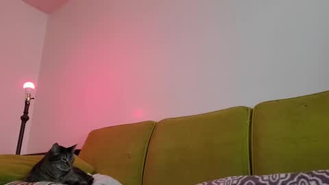 Strawberrylotsacake online show from October 9, 1:26 pm