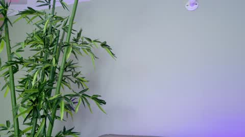    online show from January 26, 4:30 pm