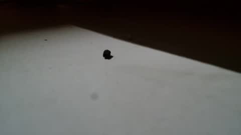 tinagiant online show from February 25, 8:40 pm