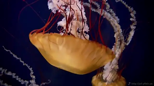 streamy test11 online show from February 19, 5:12 pm