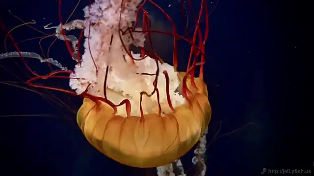 streamy test12 online show from September 23, 5:05 am