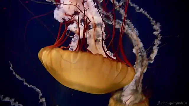 streamy test12 online show from September 18, 12:15 pm