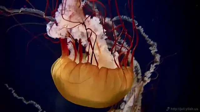 streamy test13 online show from October 13, 2:42 pm