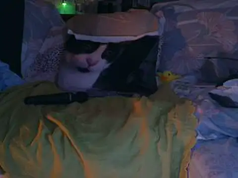 VeneRed online show from November 25, 11:16 pm