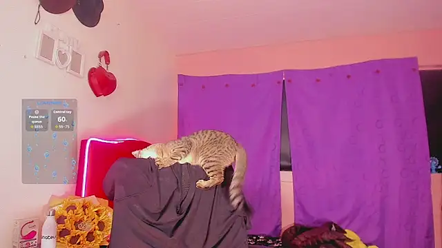 Diamond black 22cm online show from November 21, 11:45 am