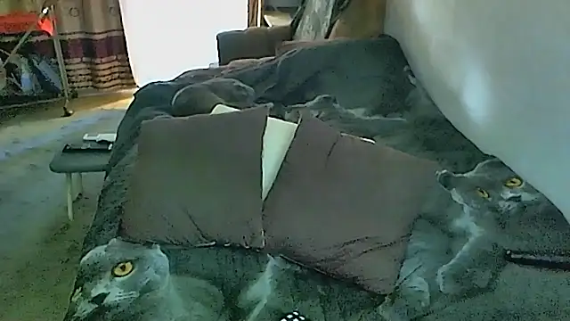 sex2 online show from November 10, 5:02 am